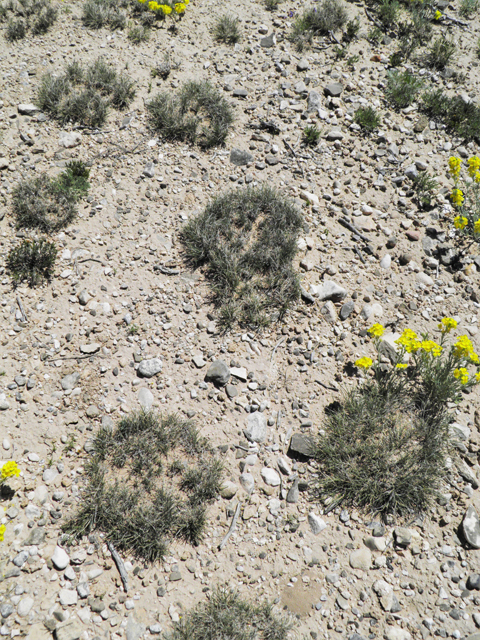 Muhlenbergia torreyi (Ring muhly) #81000