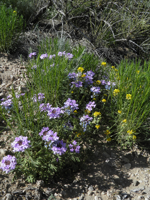 Glandularia bipinnatifida var. ciliata (Davis mountains mock vervain) #81129