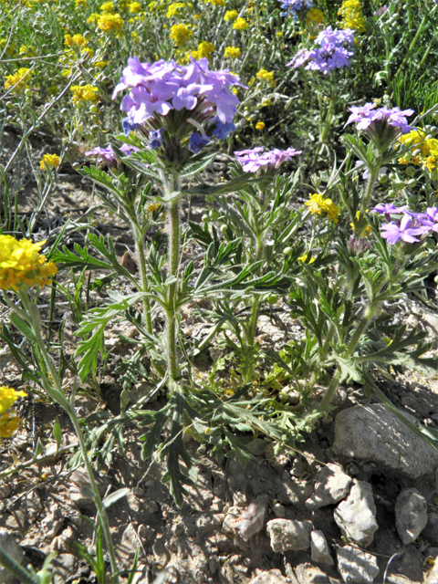 Glandularia bipinnatifida var. ciliata (Davis mountains mock vervain) #81131