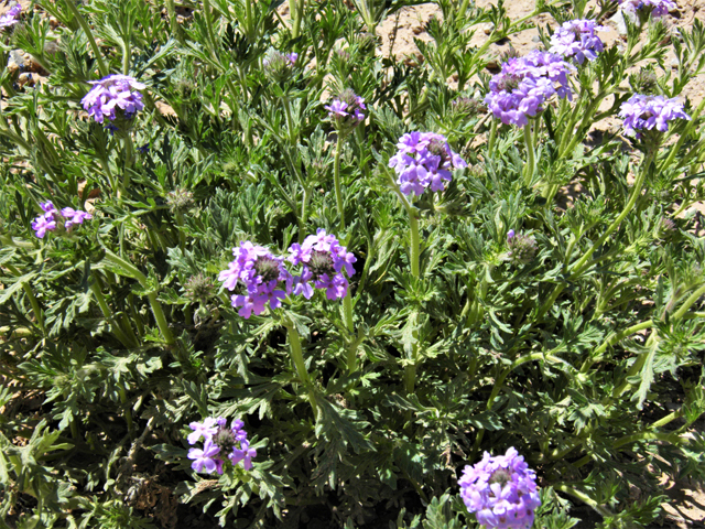 Glandularia bipinnatifida var. ciliata (Davis mountains mock vervain) #81135