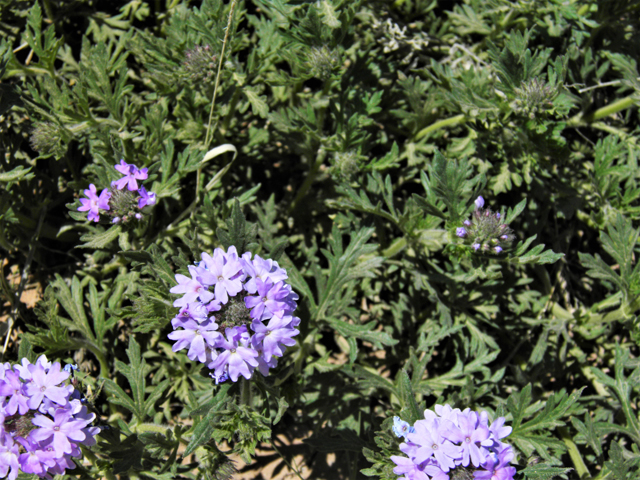 Glandularia bipinnatifida var. ciliata (Davis mountains mock vervain) #81136