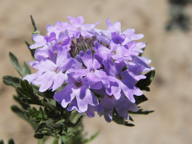 Glandularia bipinnatifida var. ciliata (Davis mountains mock vervain) #81139