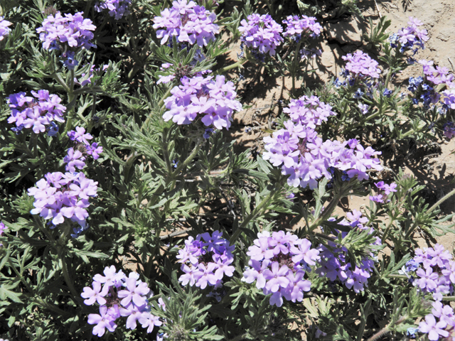 Glandularia bipinnatifida var. ciliata (Davis mountains mock vervain) #81144