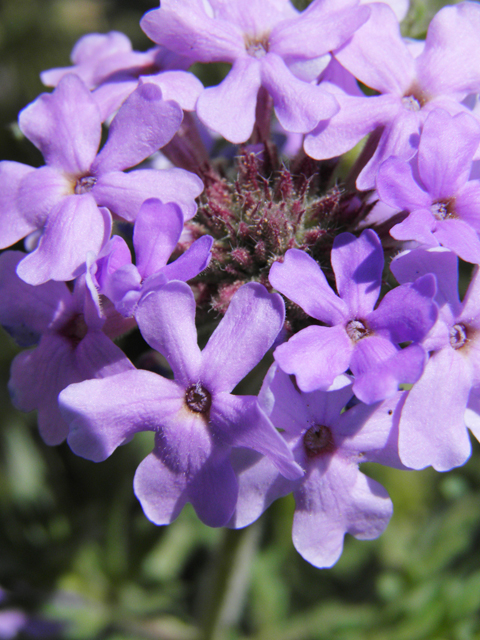 Glandularia bipinnatifida var. ciliata (Davis mountains mock vervain) #81147