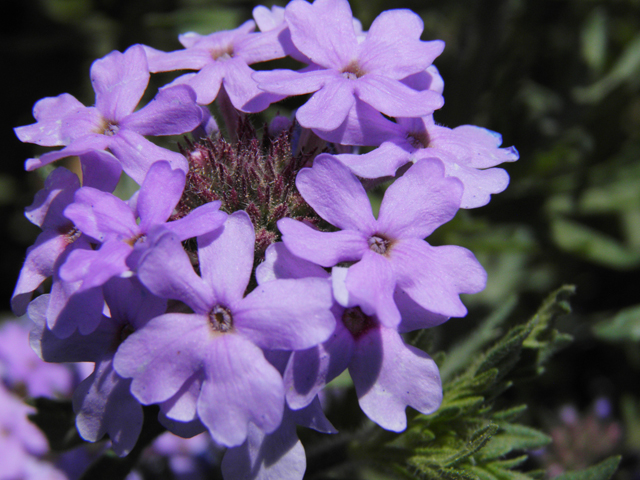 Glandularia bipinnatifida var. ciliata (Davis mountains mock vervain) #81149