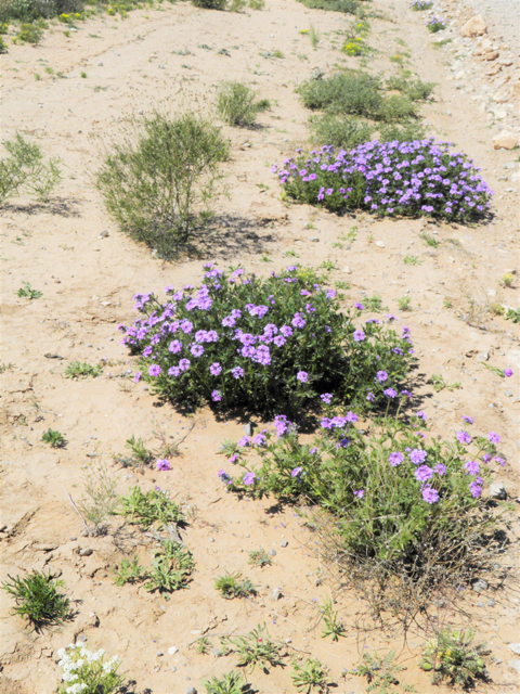 Glandularia bipinnatifida var. ciliata (Davis mountains mock vervain) #81150