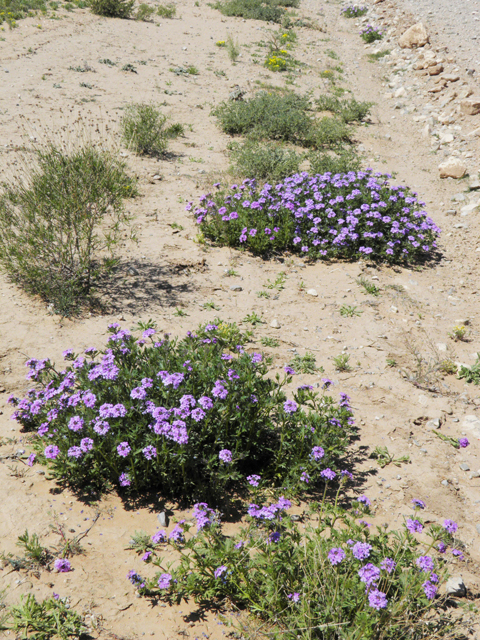 Glandularia bipinnatifida var. ciliata (Davis mountains mock vervain) #81151