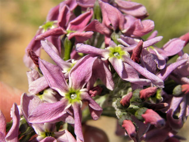 Amsonia tomentosa var. stenophylla (Woolly bluestar) #81164