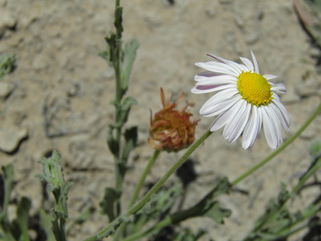 Aphanostephus ramosissimus (Plains dozedaisy) #81167