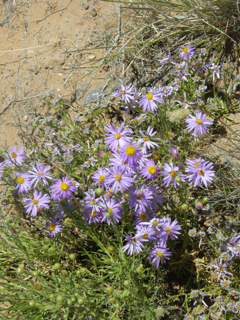 Machaeranthera tanacetifolia (Tahoka daisy) #81243