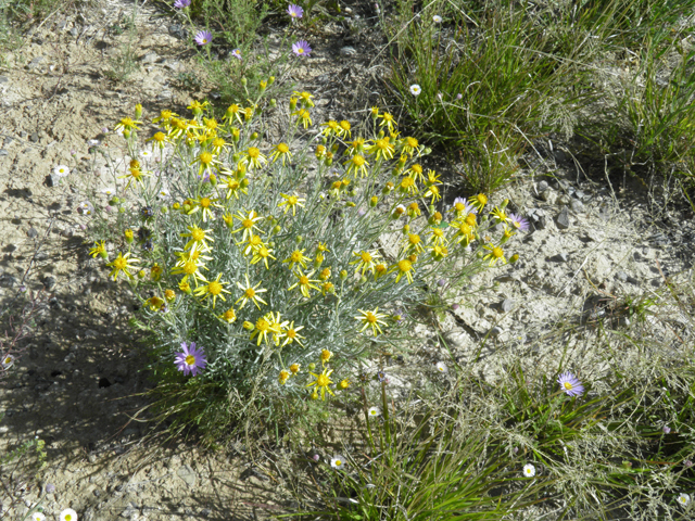 Senecio flaccidus var. flaccidus (Threadleaf ragwort) #81293