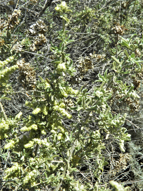 Atriplex canescens (Chamiso) #81368