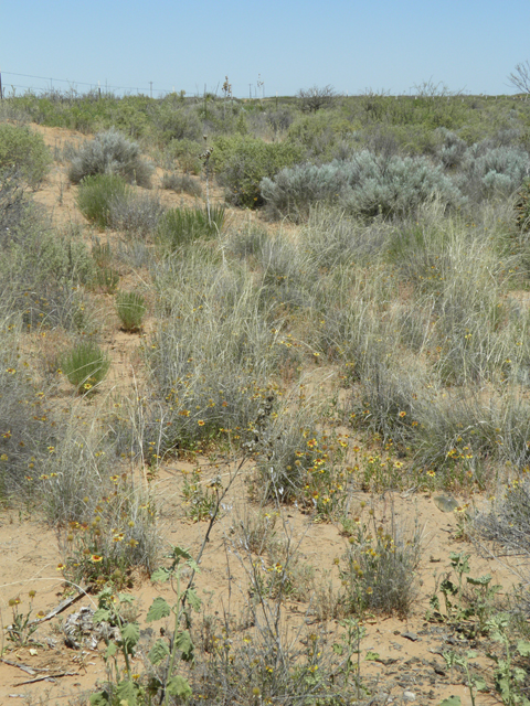 Sporobolus flexuosus (Mesa dropseed) #81399