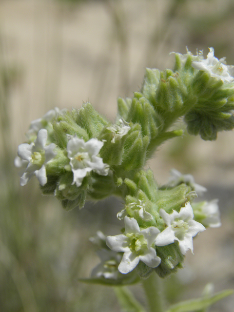 Cryptantha crassisepala (Thicksepal cryptantha) #81483