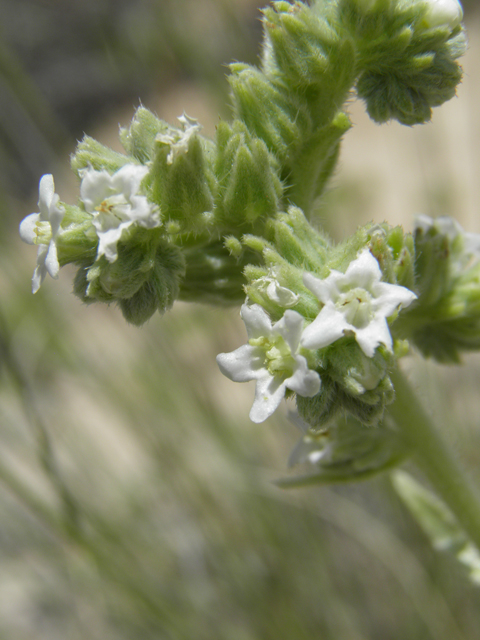 Cryptantha crassisepala (Thicksepal cryptantha) #81484