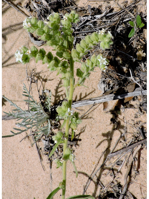 Cryptantha crassisepala (Thicksepal cryptantha) #81485