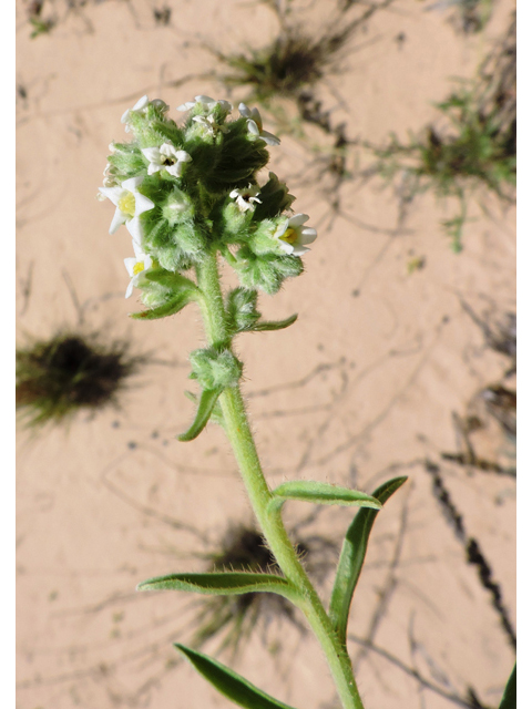 Cryptantha crassisepala (Thicksepal cryptantha) #81486