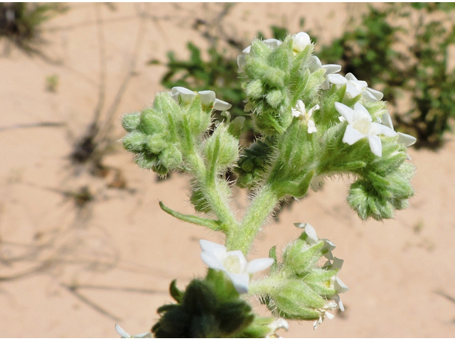 Cryptantha crassisepala (Thicksepal cryptantha) #81490