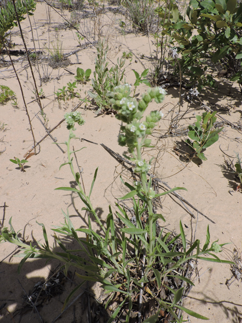 Cryptantha crassisepala (Thicksepal cryptantha) #81491