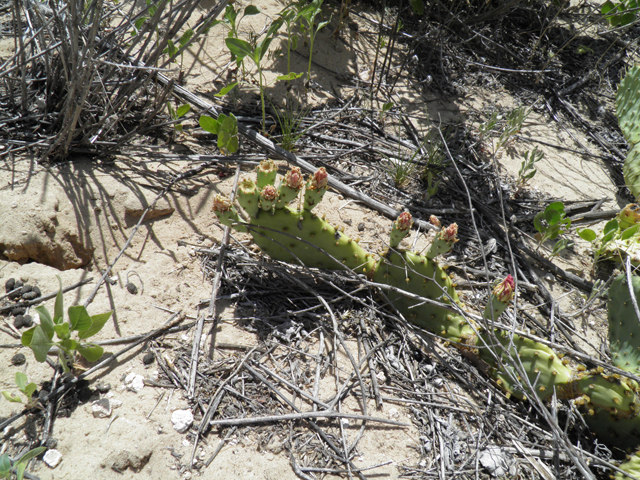 Opuntia macrorhiza (Bigroot prickly pear) #81501