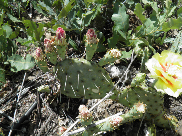 Opuntia macrorhiza (Bigroot prickly pear) #81503