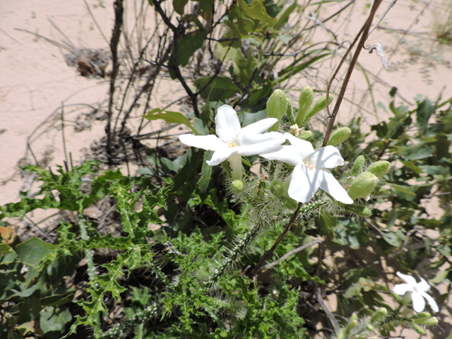 Cnidoscolus texanus (Texas bullnettle) #81517