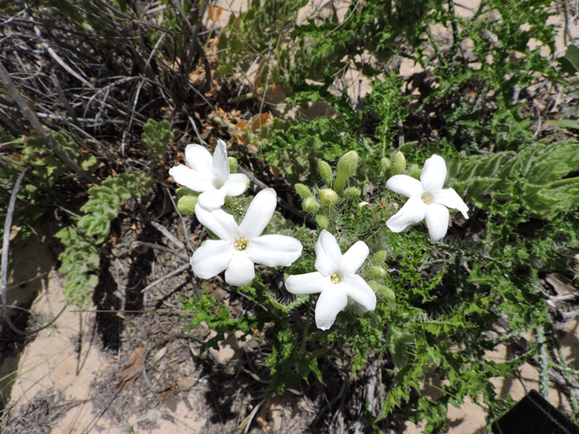 Cnidoscolus texanus (Texas bullnettle) #81518