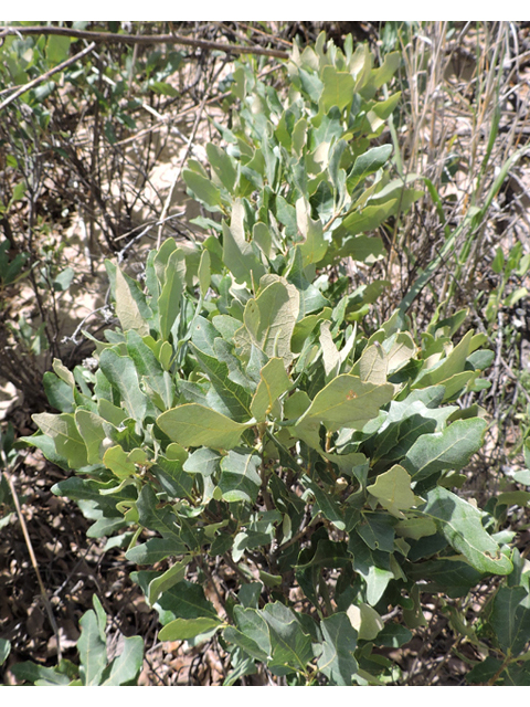 Quercus havardii (Havard oak) #81547