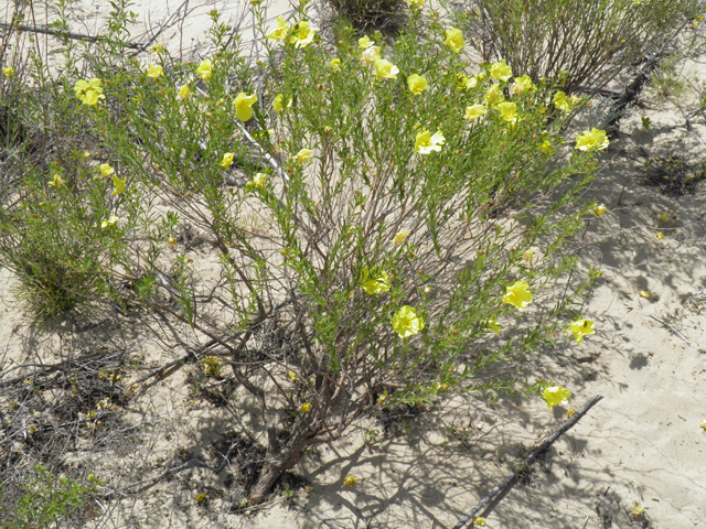 Calylophus tubicula (Texas sundrops) #81573