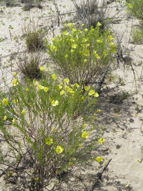 Calylophus tubicula (Texas sundrops) #81574