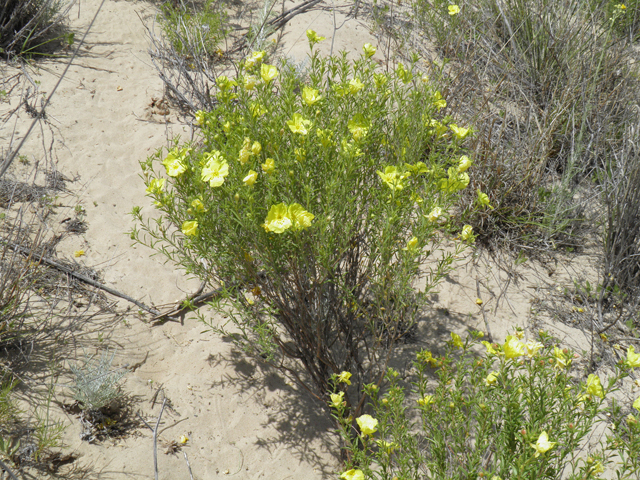 Calylophus tubicula (Texas sundrops) #81575