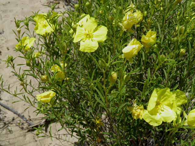 Calylophus tubicula (Texas sundrops) #81577