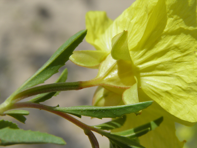 Calylophus tubicula (Texas sundrops) #81578