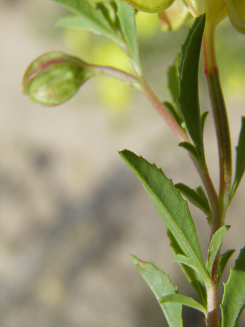 Calylophus tubicula (Texas sundrops) #81579