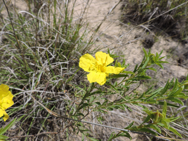 Calylophus tubicula (Texas sundrops) #81581