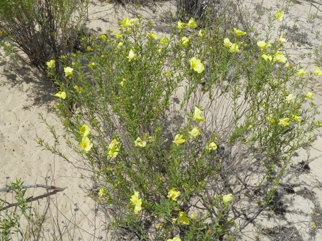 Calylophus tubicula (Texas sundrops) #81584