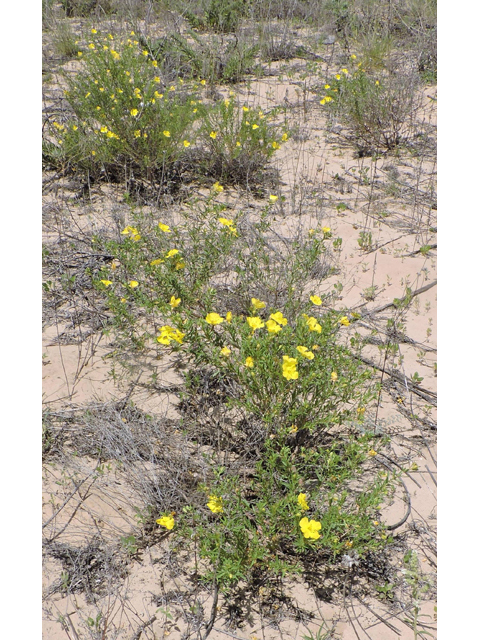 Calylophus tubicula (Texas sundrops) #81596