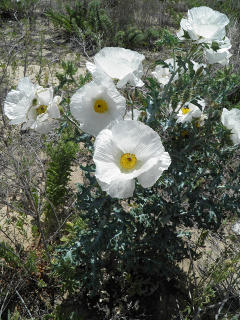 Argemone polyanthemos (Crested pricklypoppy) #81599