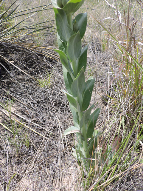 Penstemon buckleyi (Buckley's penstemon) #81611