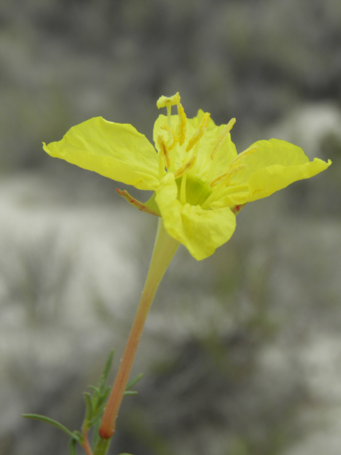 Calylophus hartwegii ssp. filifolius (Hartweg's sundrops) #81687