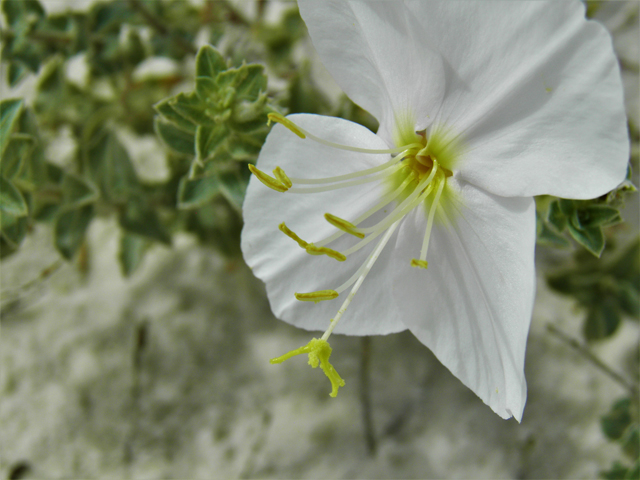 Oenothera pallida (Pale evening-primrose) #81714