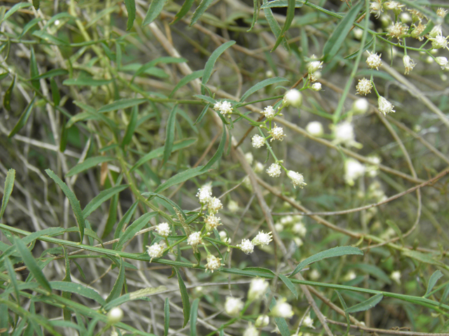 Baccharis thesioides (Arizona baccharis) #81748