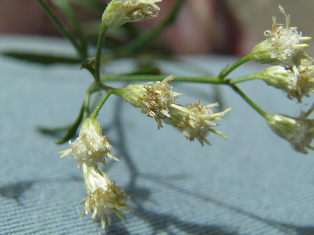 Baccharis thesioides (Arizona baccharis) #81749