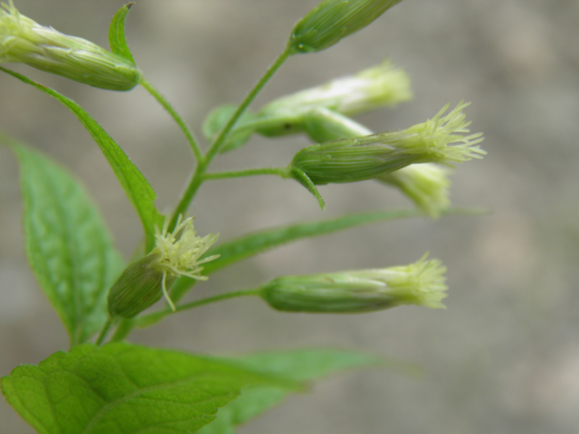 Brickellia floribunda (Chihuahuan brickellbush) #81753