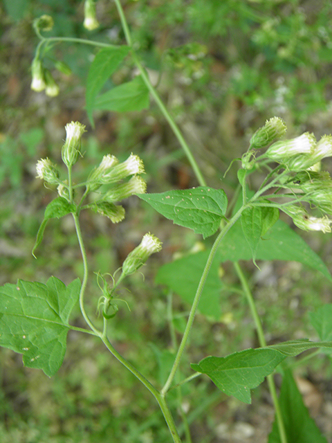 Brickellia floribunda (Chihuahuan brickellbush) #81754