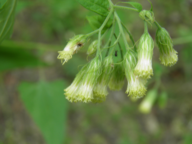 Brickellia floribunda (Chihuahuan brickellbush) #81755