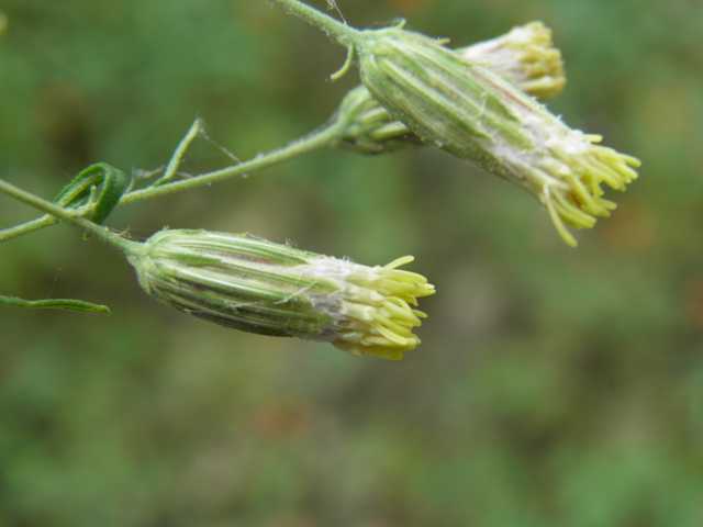 Brickellia floribunda (Chihuahuan brickellbush) #81756