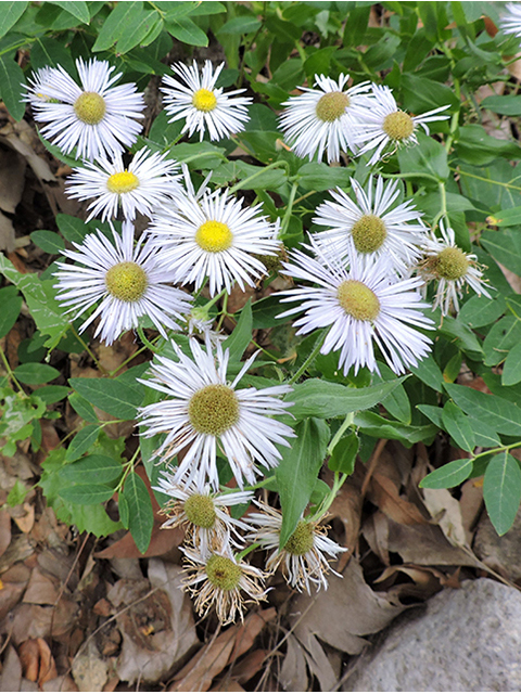 Machaeranthera bigelovii (Bigelow's tansyaster) #81766