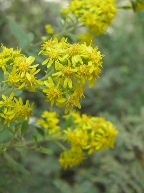 Solidago wrightii (Wright's goldenrod) #81792