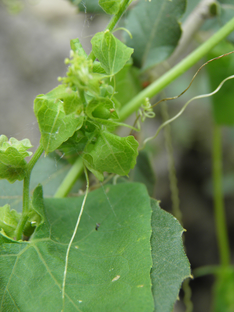 Sicyosperma gracile (Climbing arrowheads) #81830